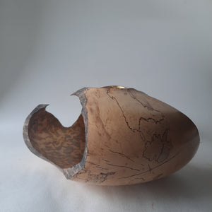 spalted sycamore form with variegated leaf